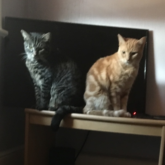 Meet your Posher, Tattyanna - Picture 1 of 1